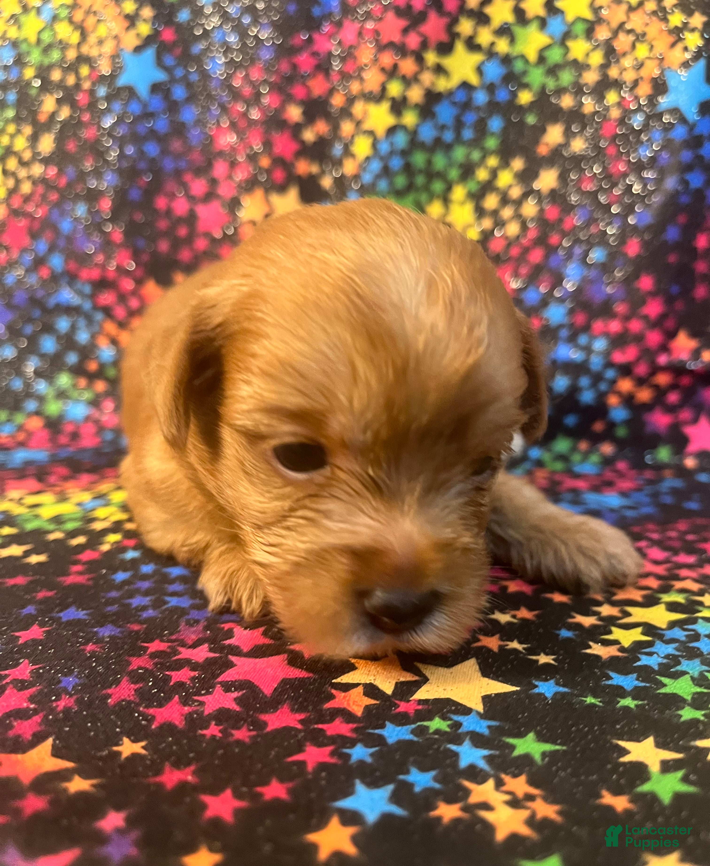 Yorkshire Terrier dogs Yorkshire Terrier 1 girl - Ad 2