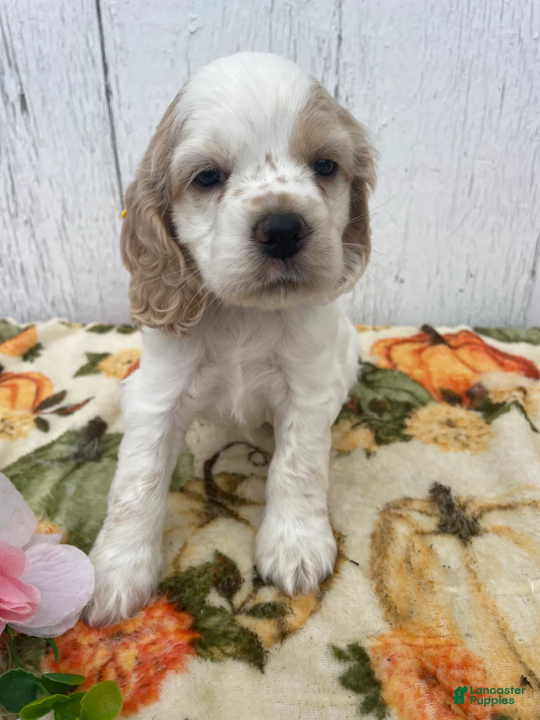 Cocker Spaniel dogs for sale: Checkers - Ad 4