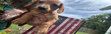 Miniature Dachshund 1