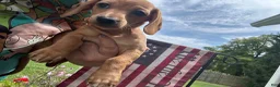 Miniature Dachshund dogs for sale: Miniature Dachshund 1 - Ad 1