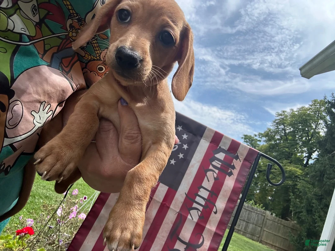 Miniature Dachshund dogs for sale: Miniature Dachshund 1 - Ad 1