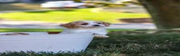 Cavapoo dogs for sale: Tracker - Ad 3
