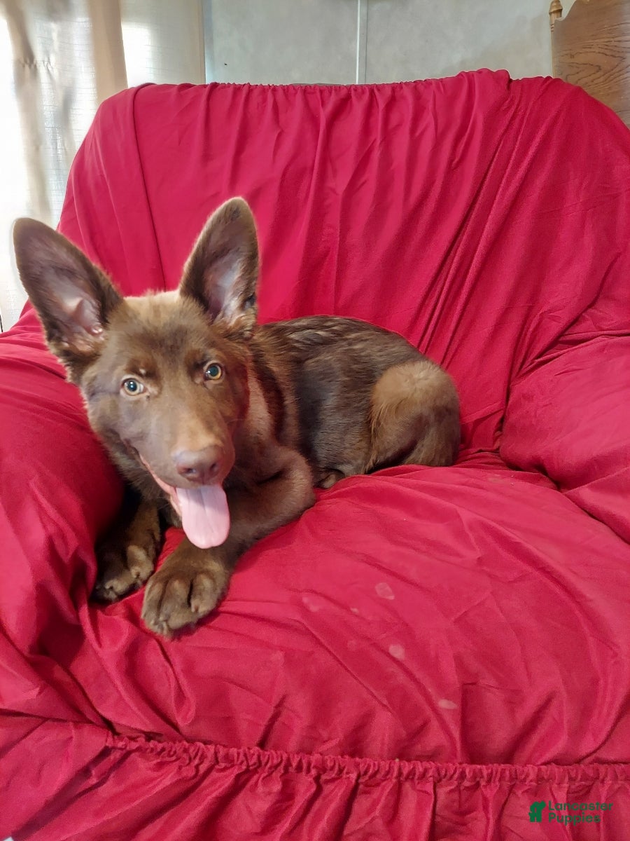 German Shepherd dogs for sale:  Liver Male  - Ad 4