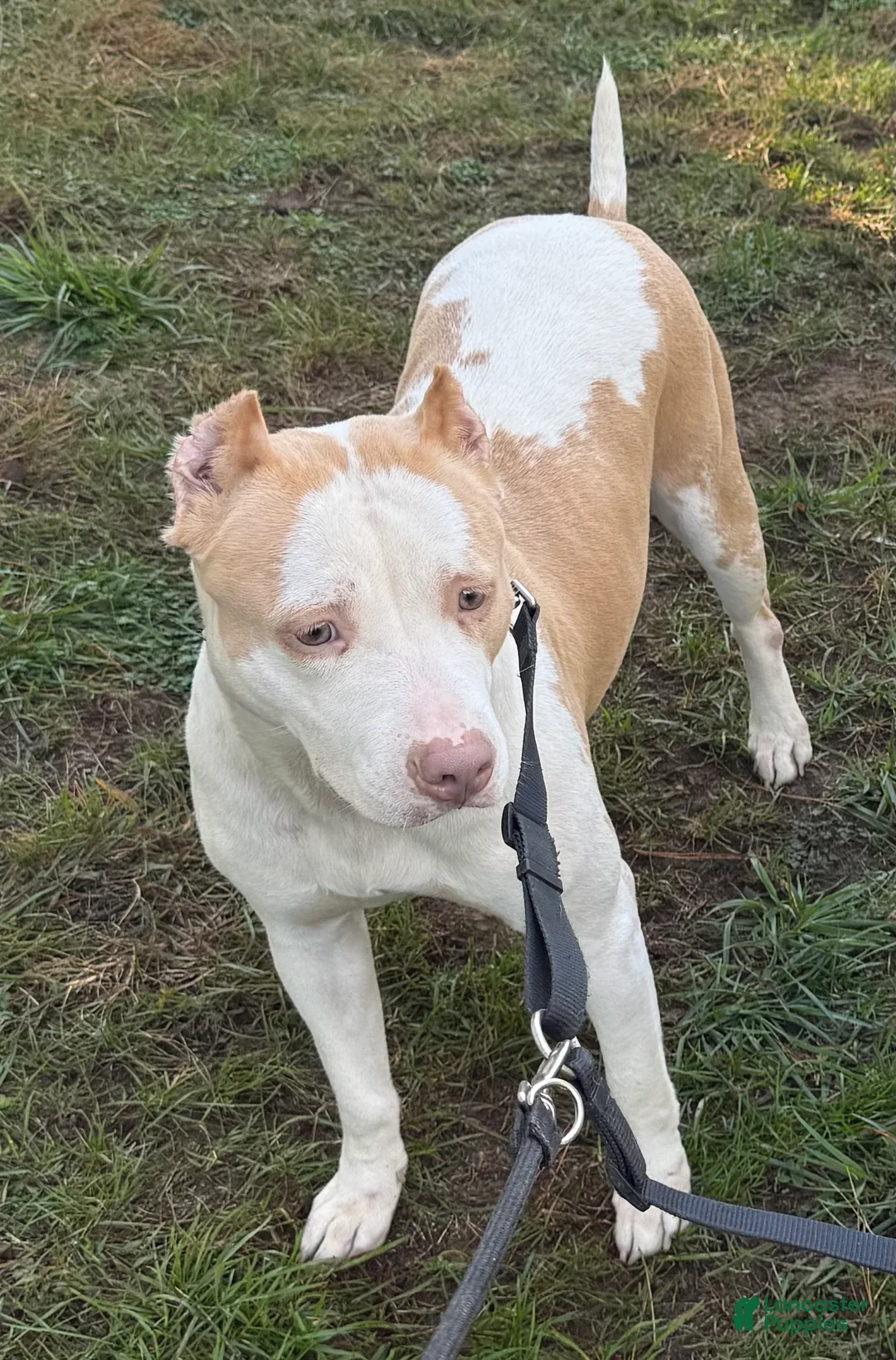 American Bully dogs for sale: Marshmallow  - Ad 13