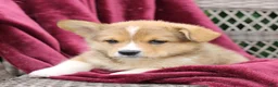 Welsh Corgi Pembroke dogs for sale: Jack  - Ad 5