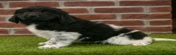 Newfoundland dogs for sale: Max - Ad 4