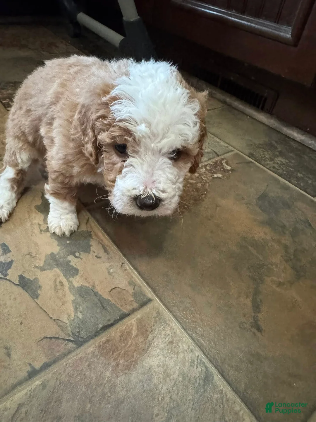 Bernedoodle dogs for sale: mini Bernedoodle Puppy 9 - purple - Ad 1