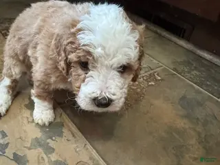 Bernedoodle dogs mini Bernedoodle Puppy 9 - purple - Ad 21