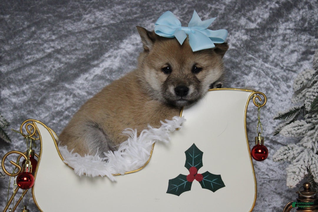 Shiba Inu dogs for sale: Gin  - Ad 1