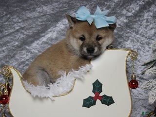 Shiba Inu dogs Gin - Ad 2