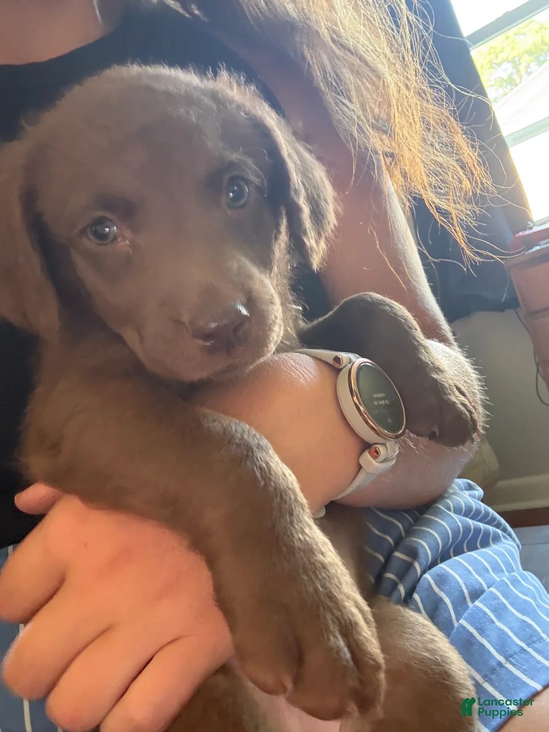 Chesapeake Bay Retriever dogs for sale: Chesapeake Bay Retriever 3 - Ad 2