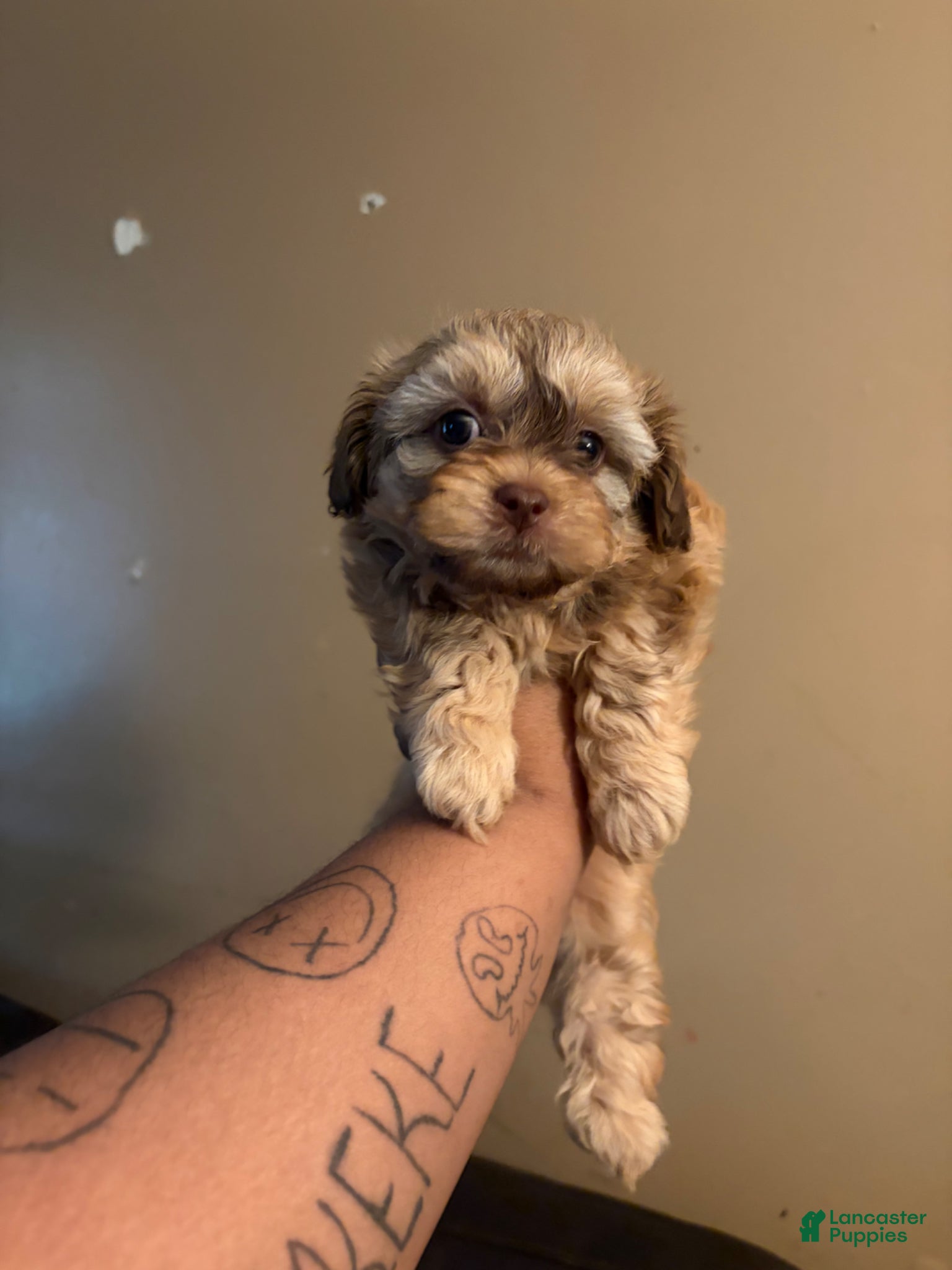 Shih Tzu dogs Shih Tzu Puppy 1 male - Ad 27