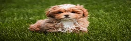 Shihpoo dogs for sale: Bowie - Ad 5