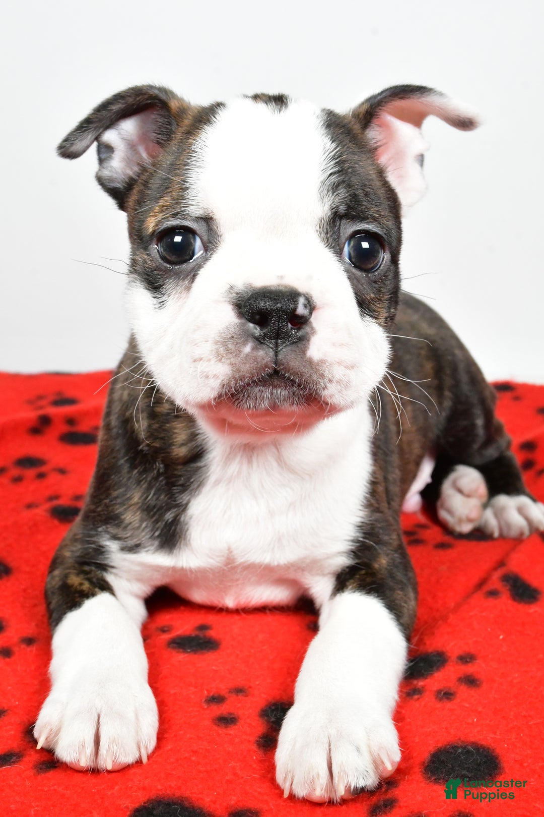 Boston Terrier dogs for sale: Ricky  - Ad 6