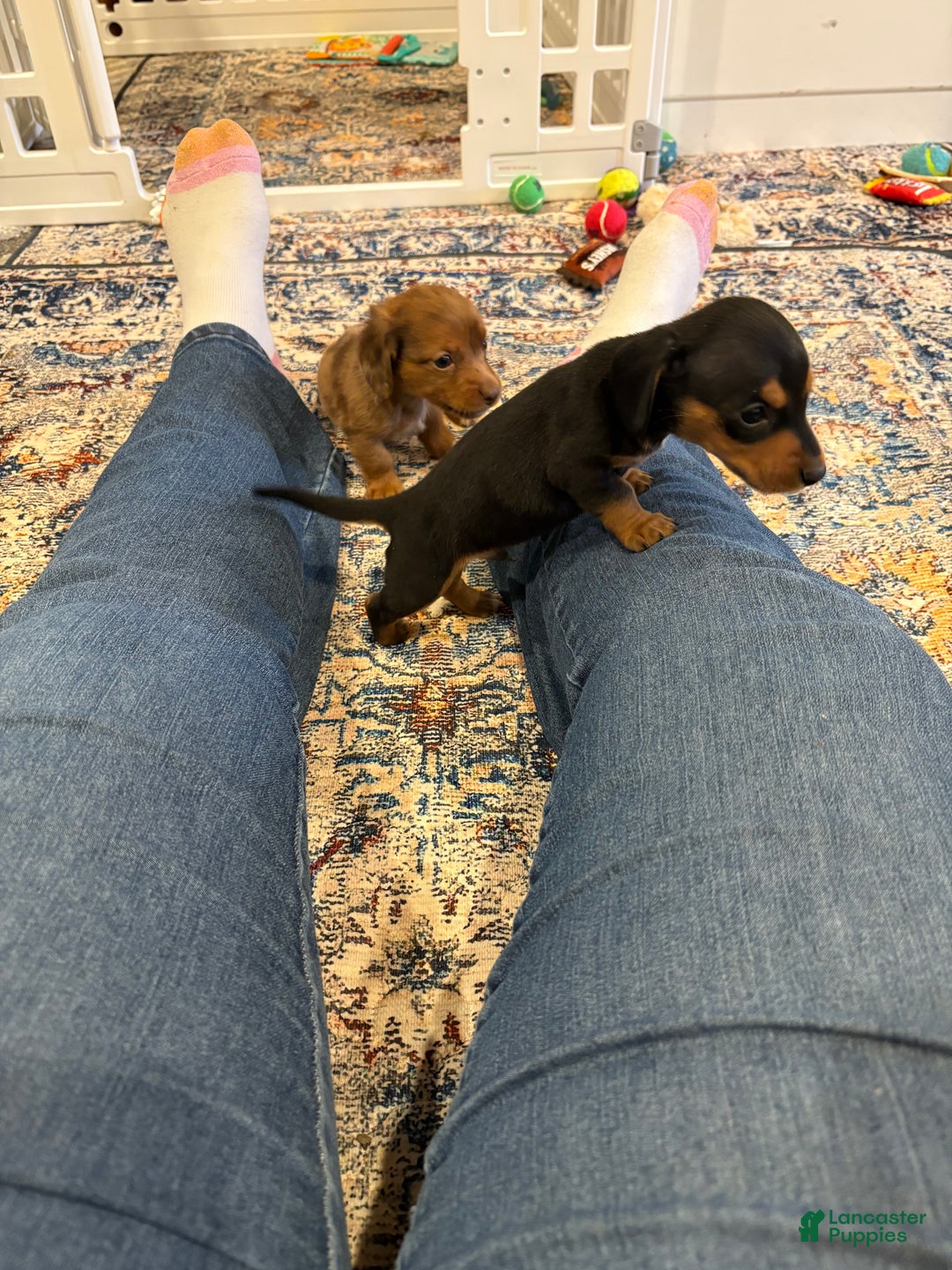 Dachshund dogs for sale: Dachshund Puppy 2 - Ad 2