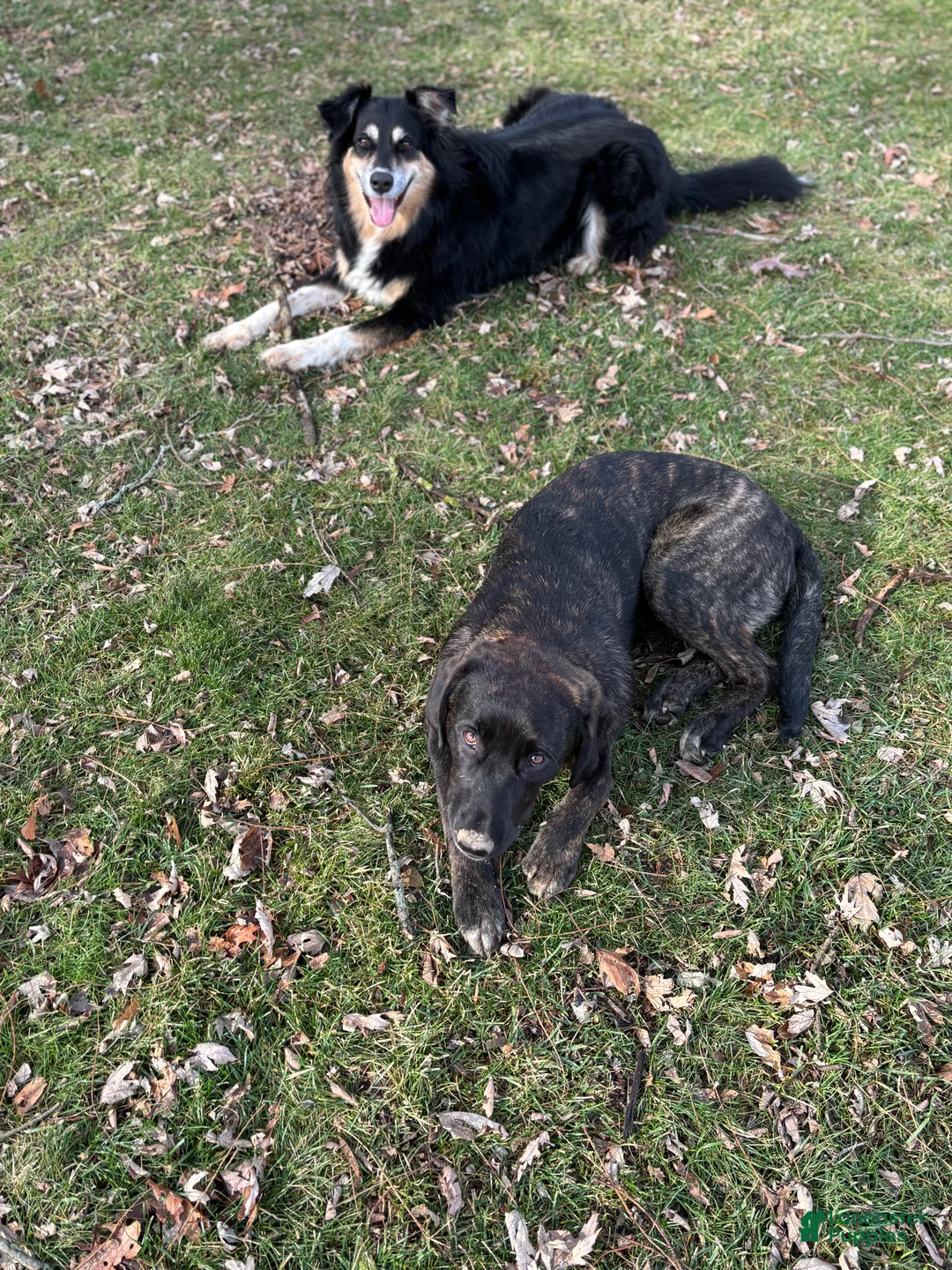 Mixed Breed dogs for sale: Mixed Breed Puppy 1 - Ad 3