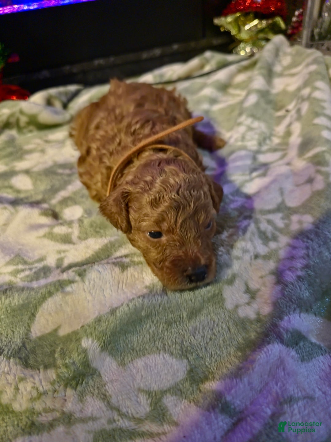 Mini Goldendoodle dogs for sale: Nova - Ad 20