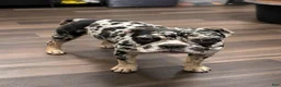 French Bulldog dogs for sale: Brownie - Ad 2