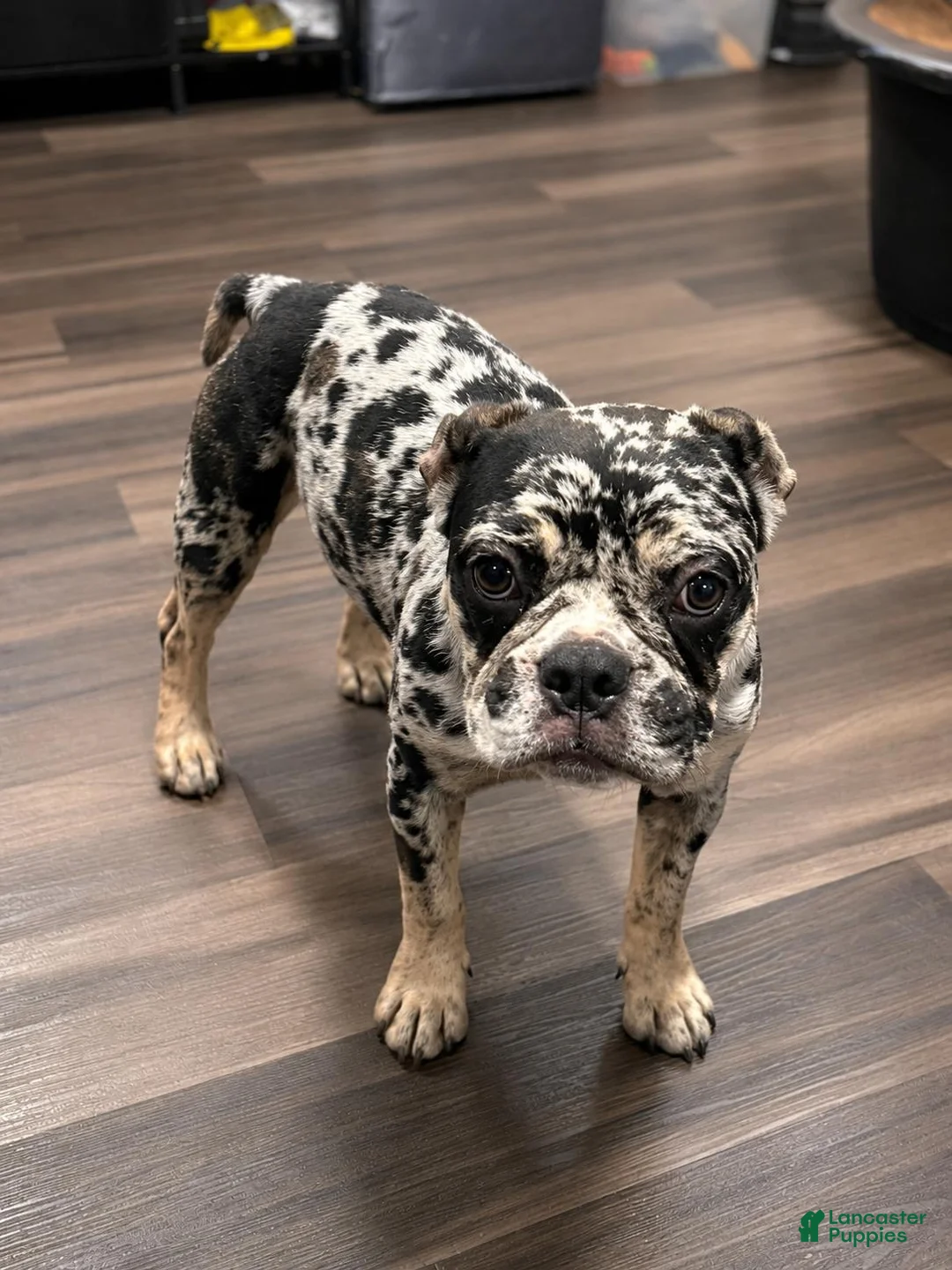 French Bulldog dogs for sale: Brownie - Ad 2
