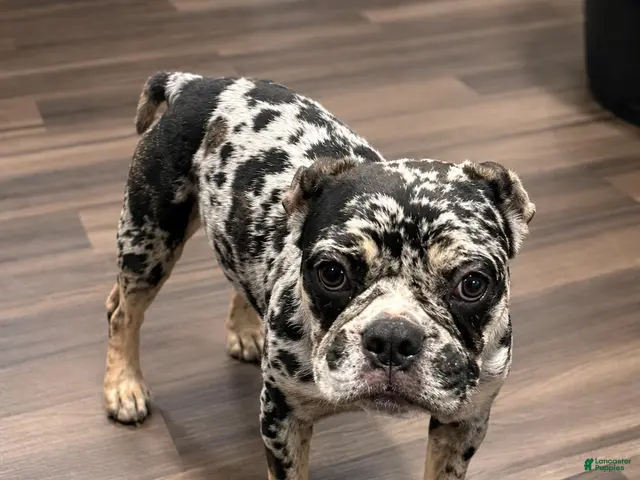 French Bulldog dogs for sale: Brownie - Ad 2