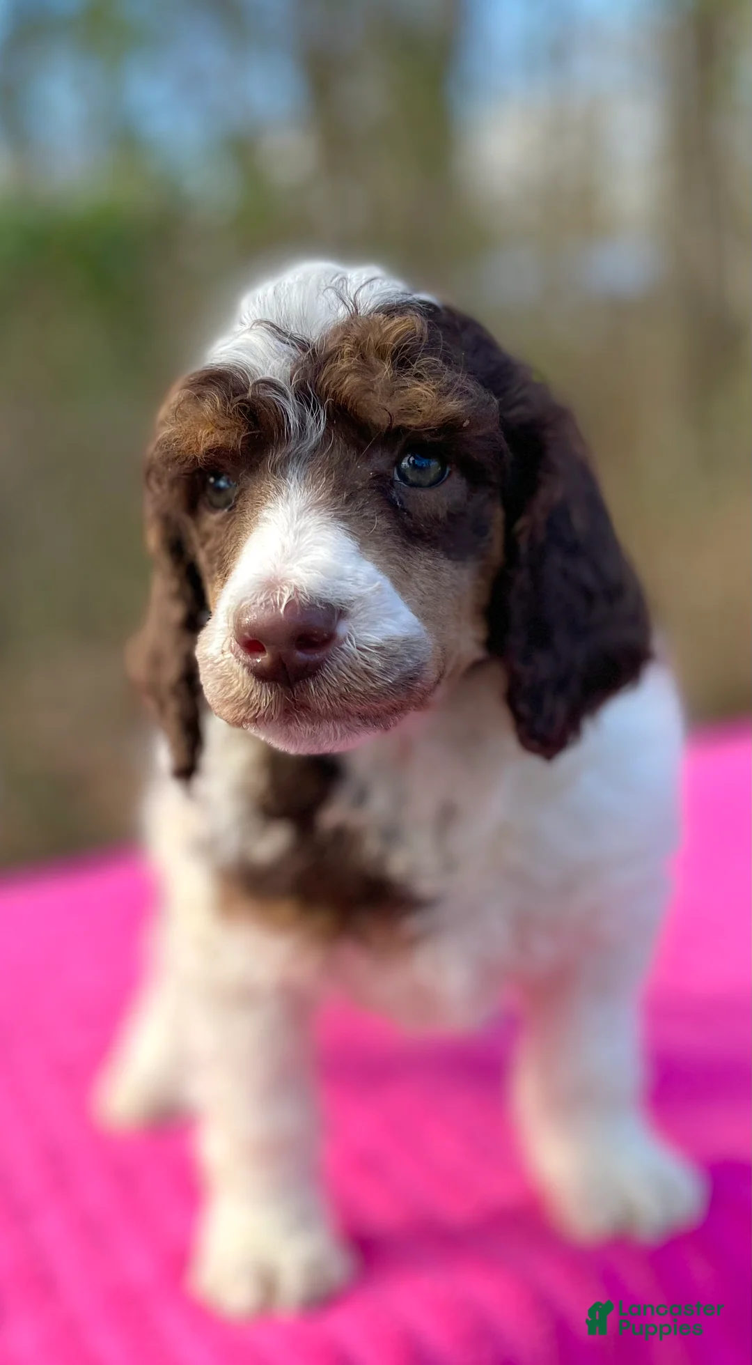 Standard Poodle dogs for sale: Lynn - Ad 2