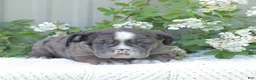 English Bulldog dogs for sale: Jaxon - Ad 3