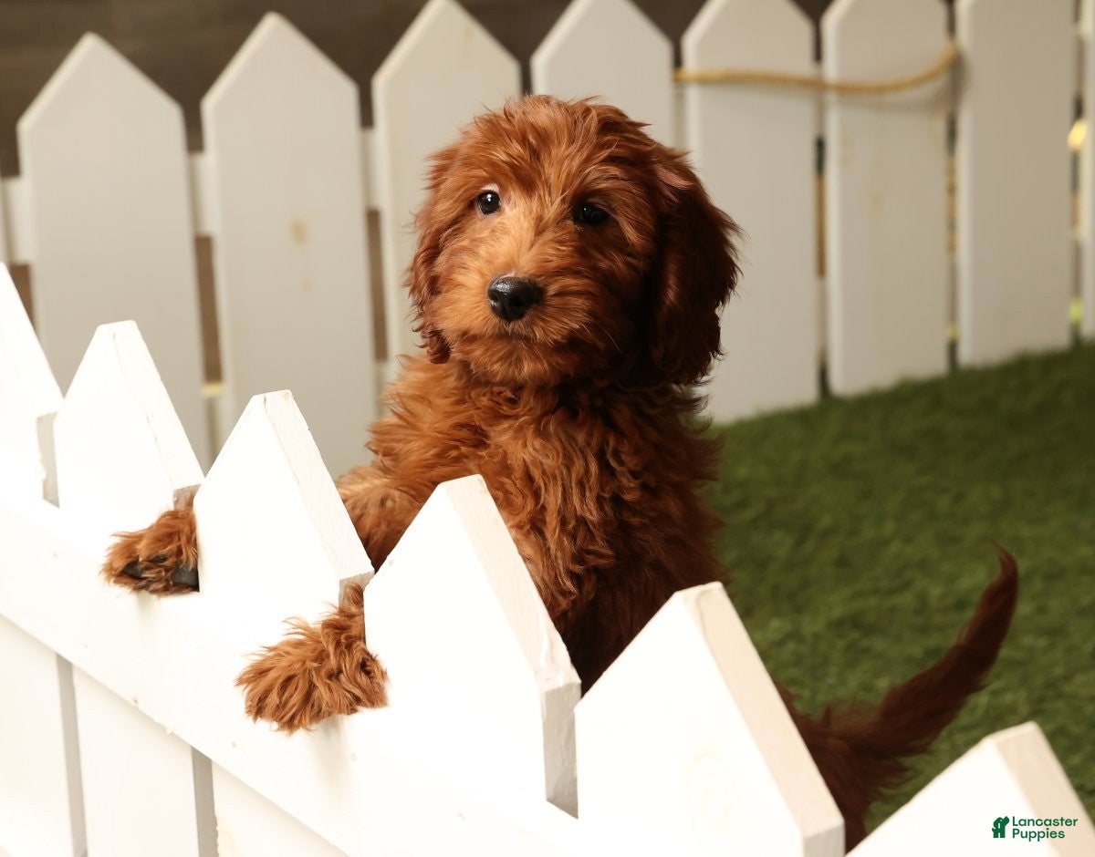 Mini Goldendoodle dogs Carson - Ad 1
