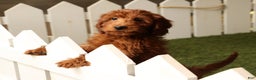 Mini Goldendoodle dogs for sale: Carson - Ad 1