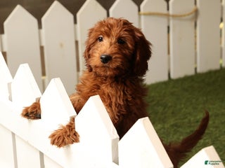 Mini Goldendoodle dogs Carson - Ad 17