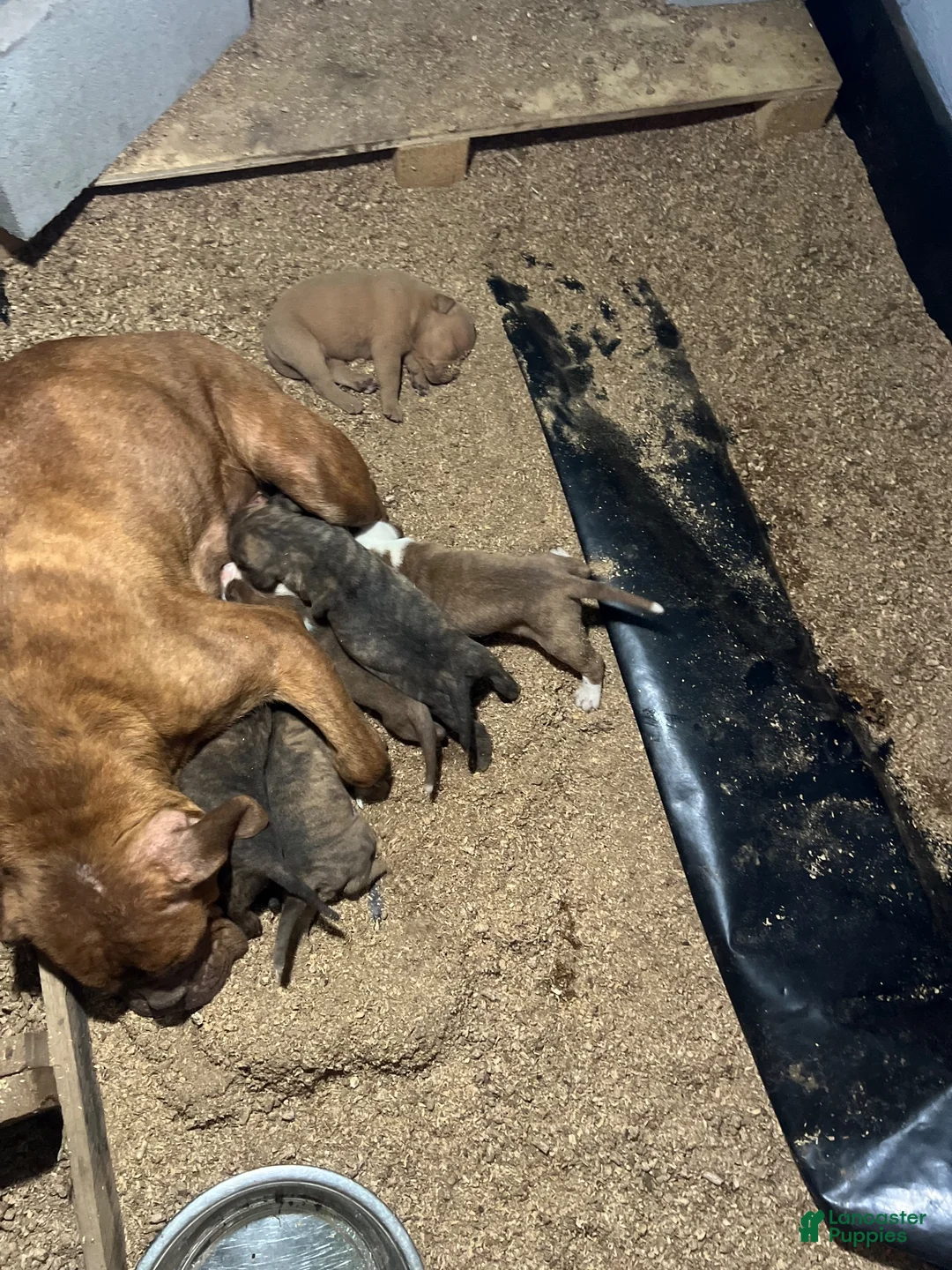 Olde English Bulldogge dogs for sale: Dark chocolate brindle female-Available  - Ad 2