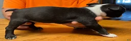 Boston Terrier dogs for sale: Boston Terrier 6 - Franklin - Ad 3