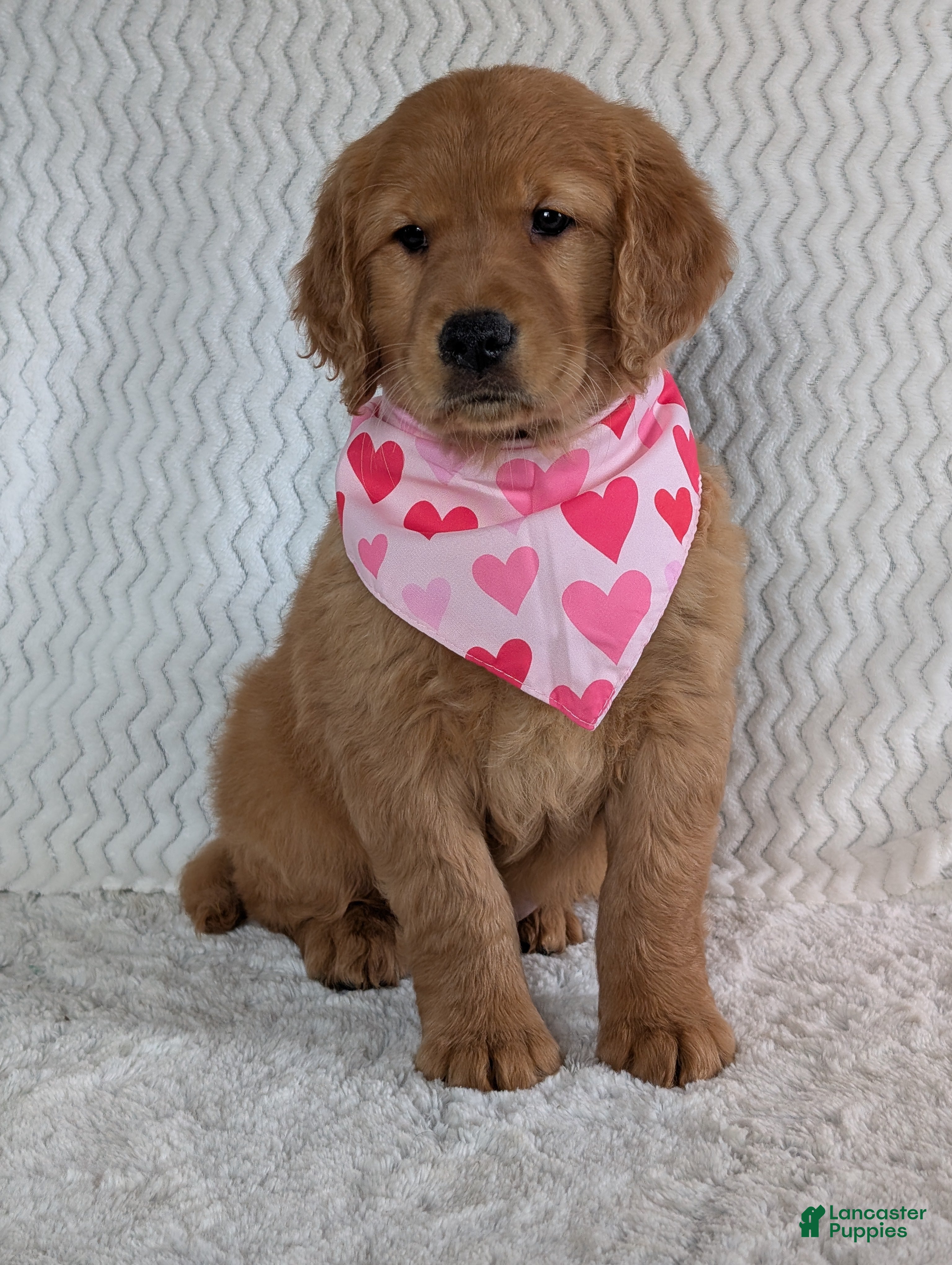 Golden Retriever dogs Miss Daisy  - Ad 18