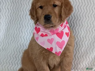 Golden Retriever dogs Miss Daisy - Ad 21