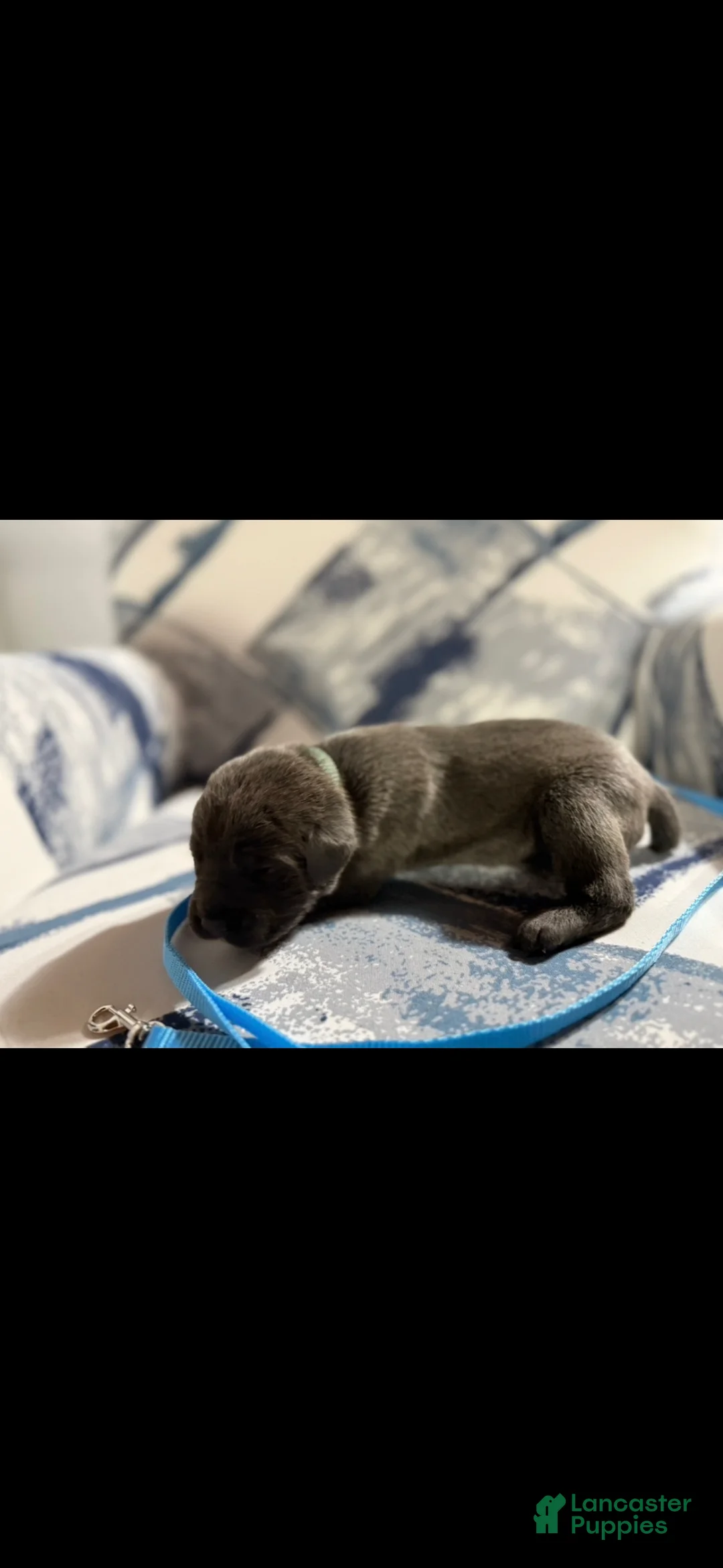 Cane Corso dogs for sale: Cane Corso Puppy 4 - Ad 4