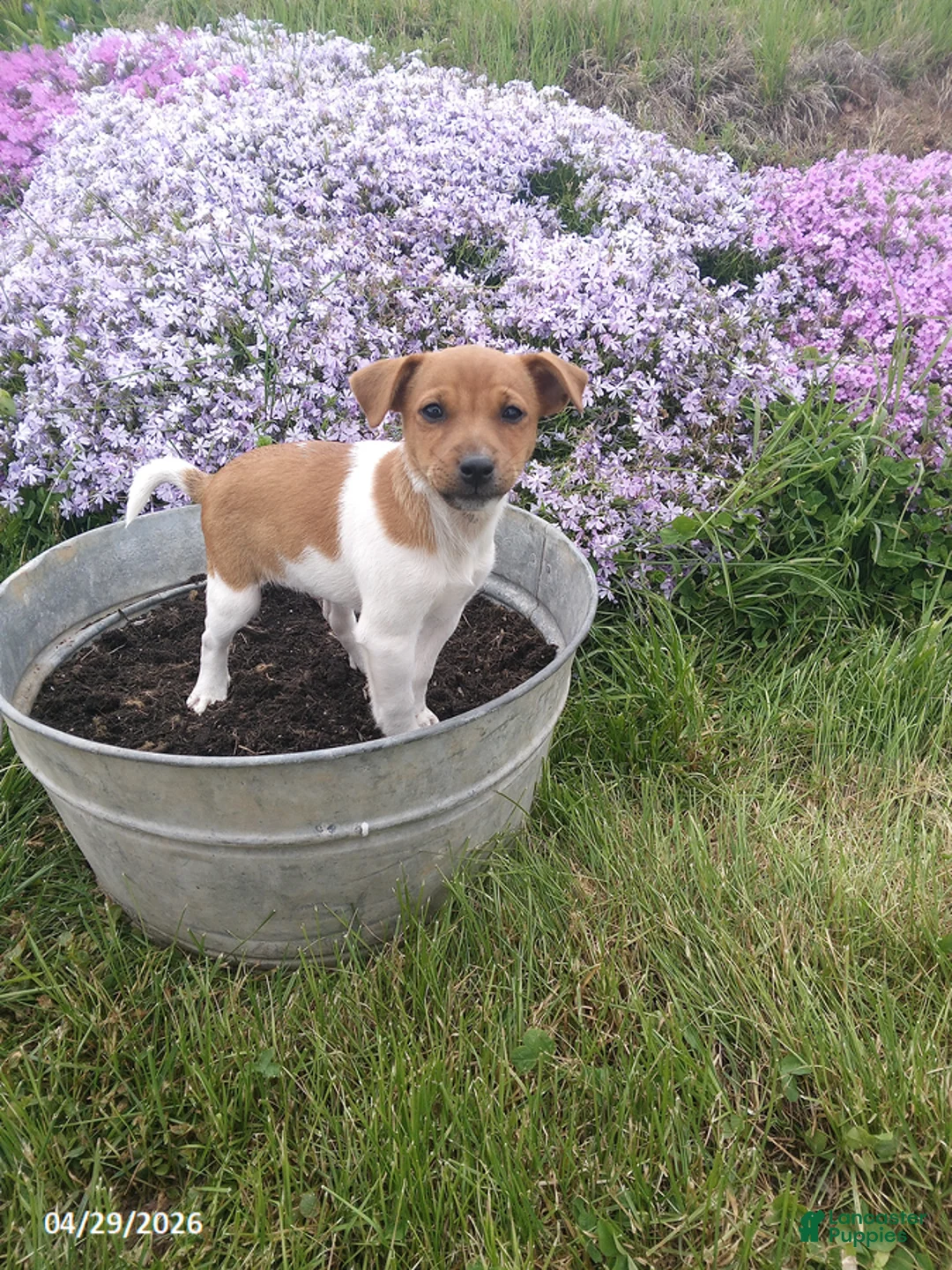 Jack Russell Terrier dogs for sale: Harley - Ad 1