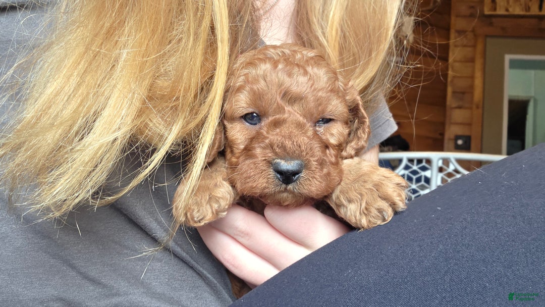Cavapoo dogs for sale: Milo - Ad 11