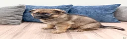 German Shepherd dogs for sale: Kory - Ad 4