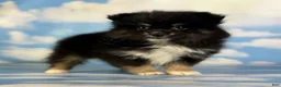 Pomeranian dogs for sale: Tilly - Ad 14