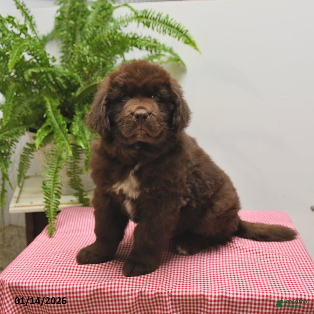 Newfoundland dogs for sale: Ranger - Ad 3
