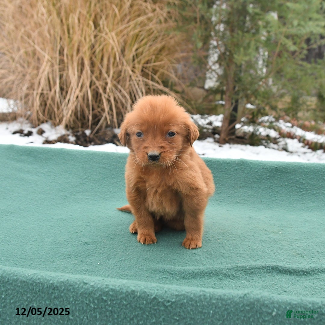 Golden Retriever dogs for sale: Queenie - Ad 1