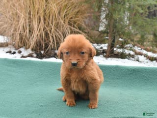 Golden Retriever dogs Queenie - Ad 32