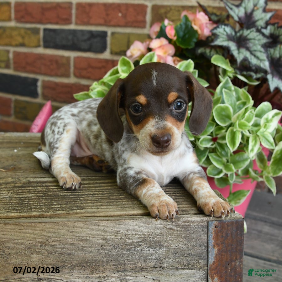 Miniature Dachshund dogs Sundae - Ad 2