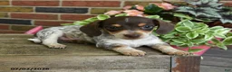Miniature Dachshund dogs for sale: Sundae - Ad 2