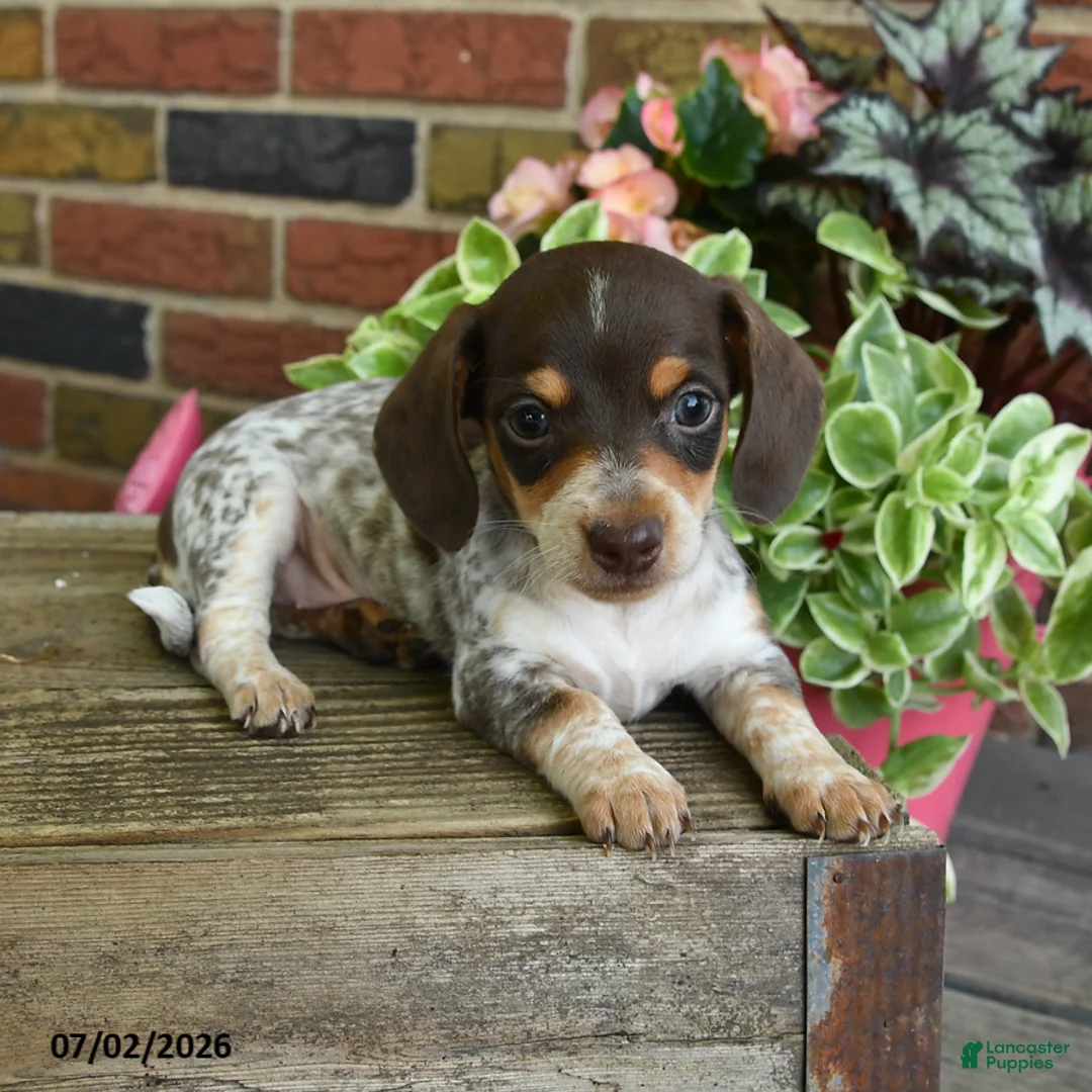 Miniature Dachshund dogs for sale: Sundae - Ad 2