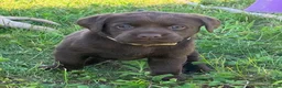 Labrador Retriever dogs for sale: Independence  - Ad 3