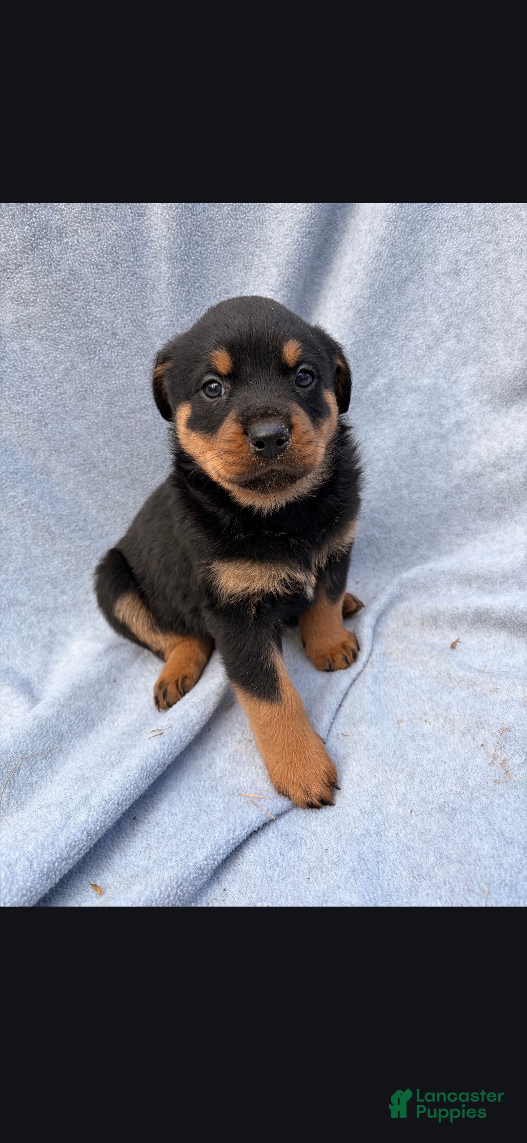 Rottweiler dogs for sale: Tank - Ad 1
