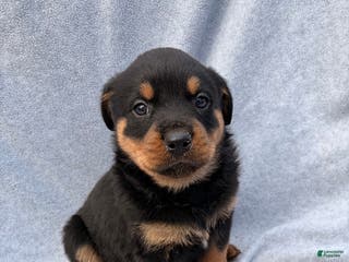 Rottweiler dogs Tank - Ad 40