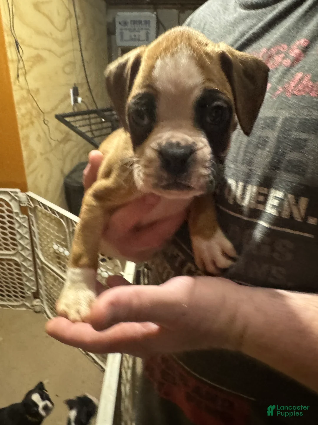 Boxer dogs for sale: Oscar - Ad 2