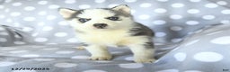 Siberian Husky dogs for sale: Ruby - Ad 3