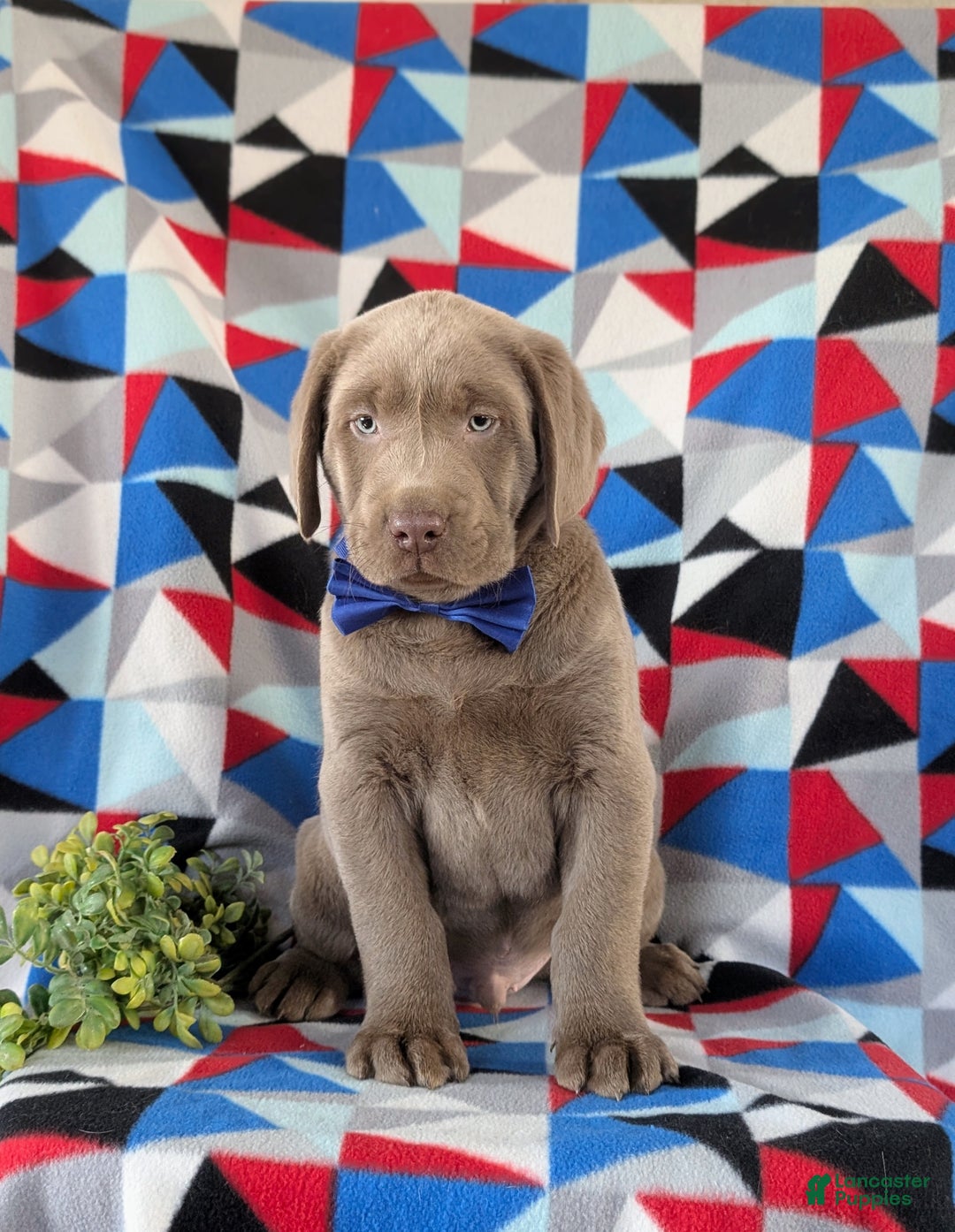 Labrador Retriever dogs for sale: Colton AKC Silver Lab - Ad 2
